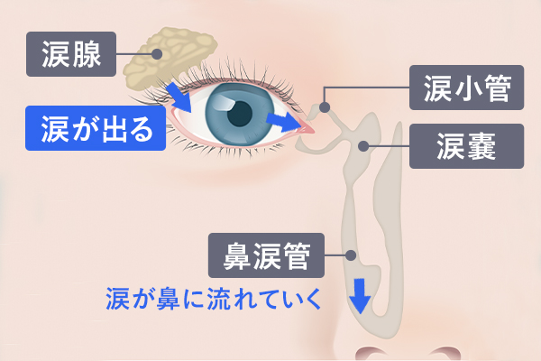 なみだ目 流涙症 とは なみだ目の治療 オキュロフェイシャルクリニック東京